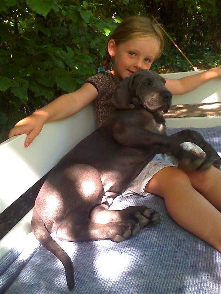 Grand danois Kenzo - Kenzo og min datter er blevet et fantastisk makkerpar - endnu kan han ligge på skødet ;-) billede 2