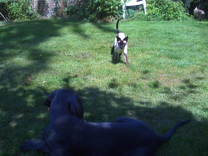 Grand danois Kenzo - Kenzo og kattene ser hinanden lidt an. billede 3