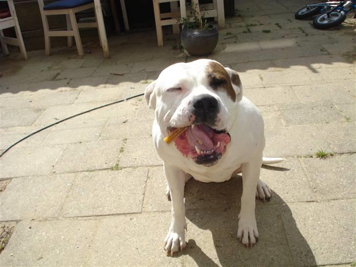 Amerikansk bulldog Ayia R.I.P :/ billede 2