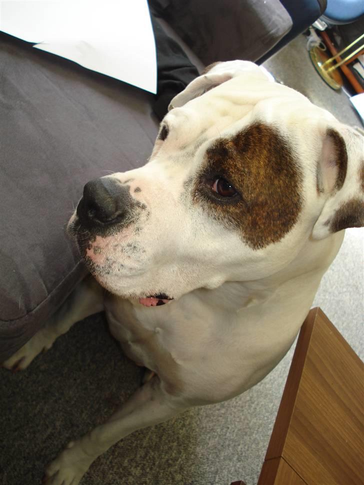 Amerikansk bulldog Ayia R.I.P :/ billede 4