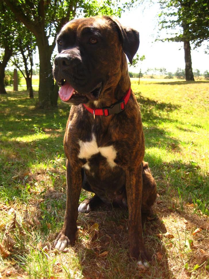 Boxer <3<3<3Leika <3<3<3 billede 7