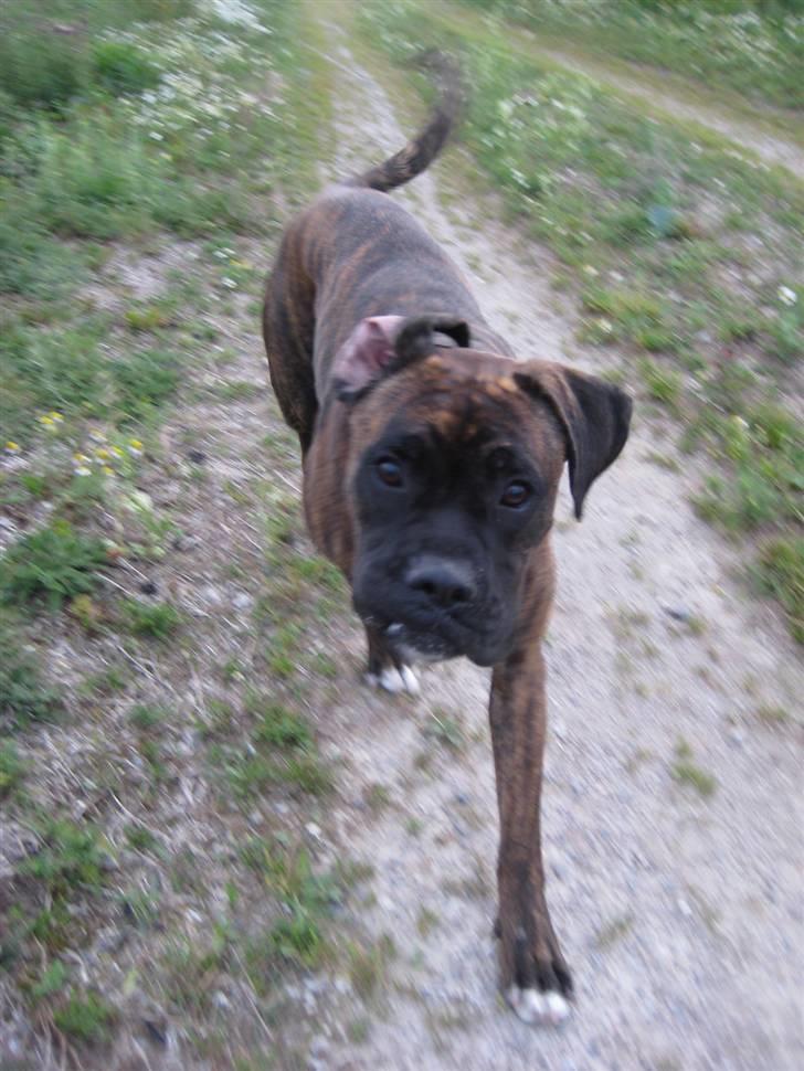 Boxer <3<3<3Leika <3<3<3 billede 9