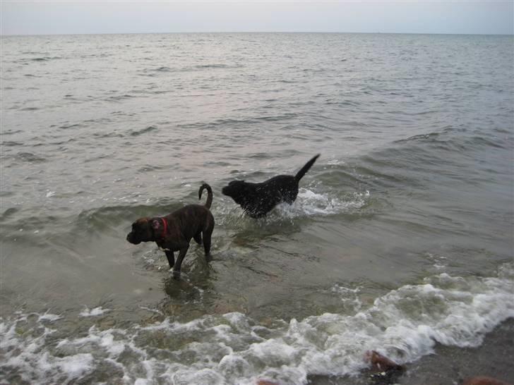 Boxer <3<3<3Leika <3<3<3 billede 10