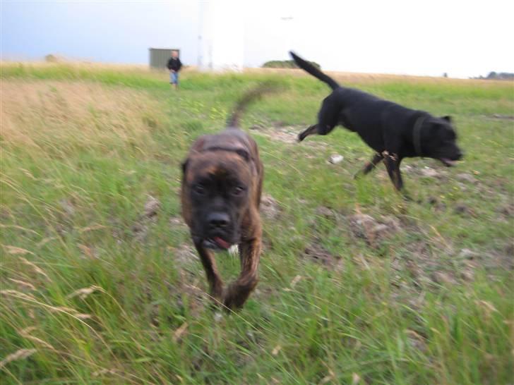 Boxer <3<3<3Leika <3<3<3 billede 11