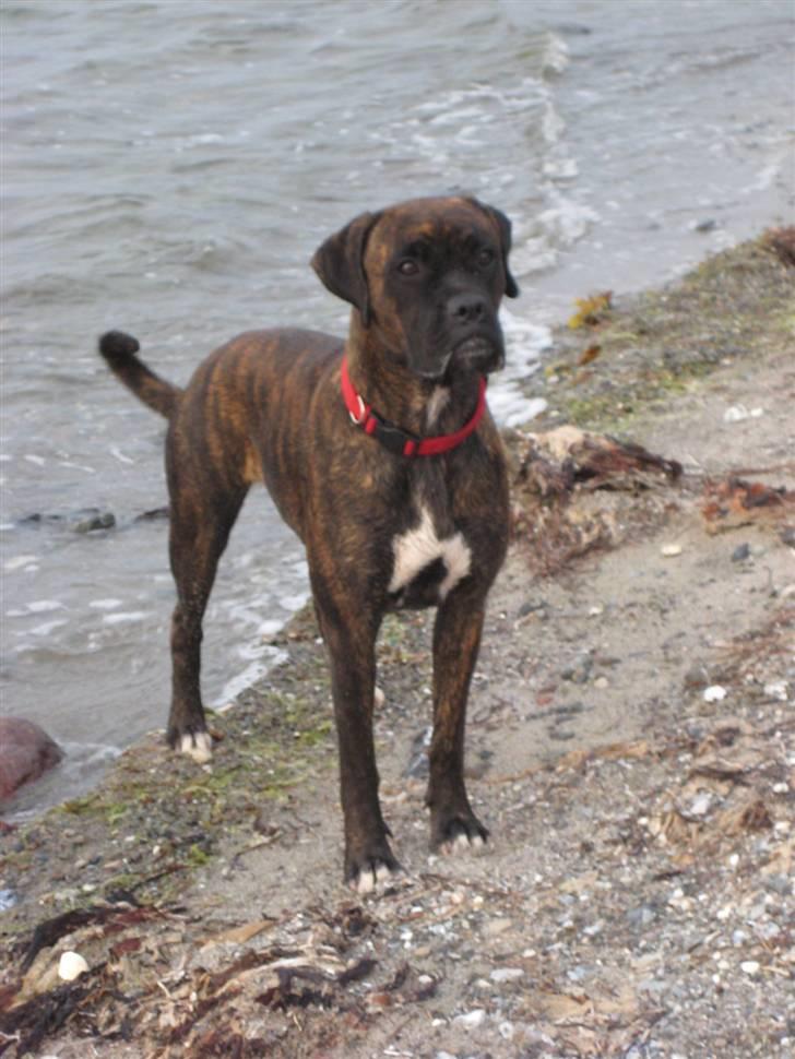 Boxer <3<3<3Leika <3<3<3 billede 12