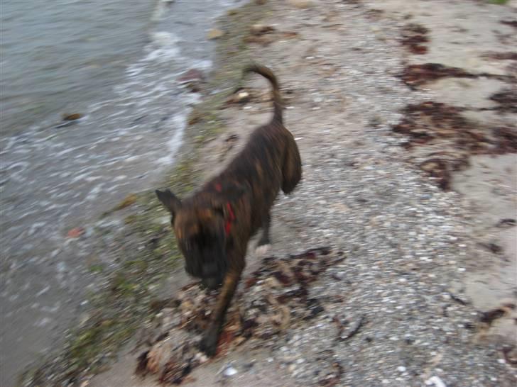 Boxer <3<3<3Leika <3<3<3 billede 15