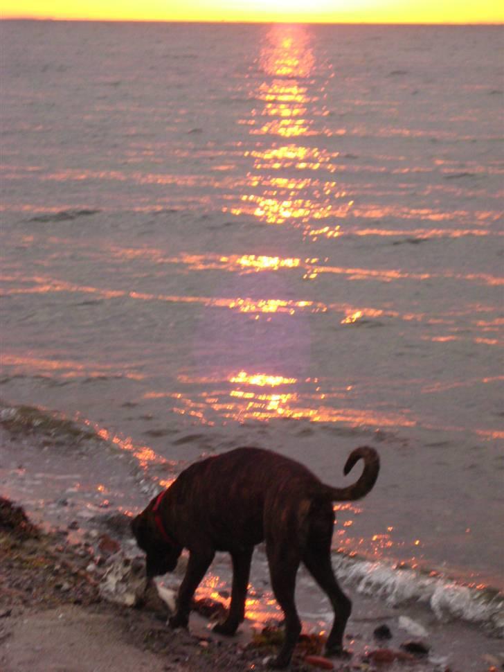 Boxer <3<3<3Leika <3<3<3 billede 17