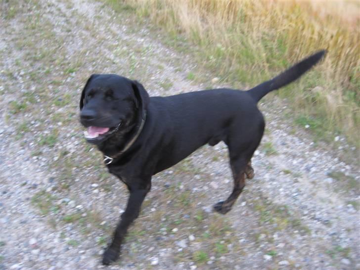 Blanding af racer Lakrids billede 9