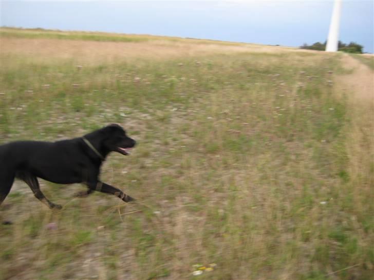 Blanding af racer Lakrids billede 10