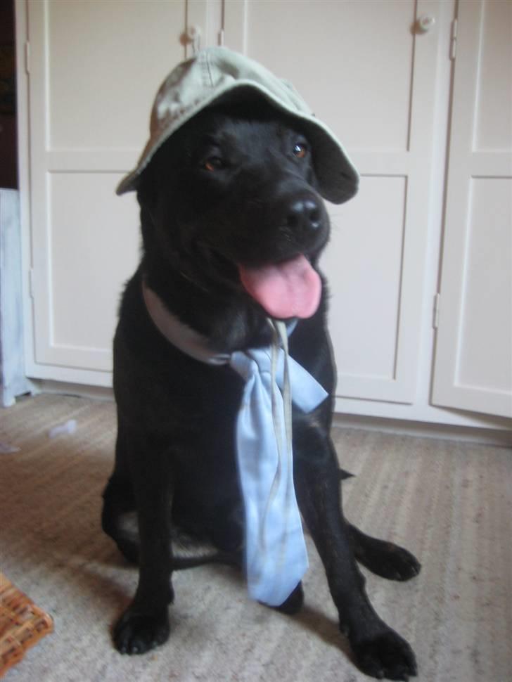 Blanding af racer Lakrids billede 11