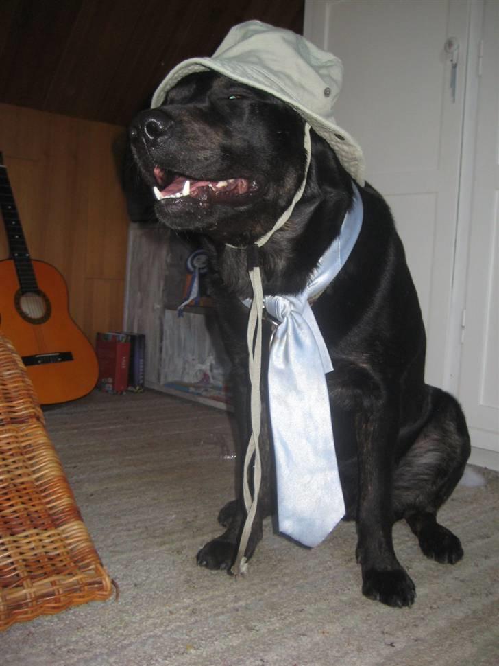 Blanding af racer Lakrids billede 12