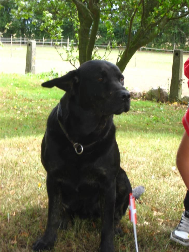 Blanding af racer Lakrids billede 13