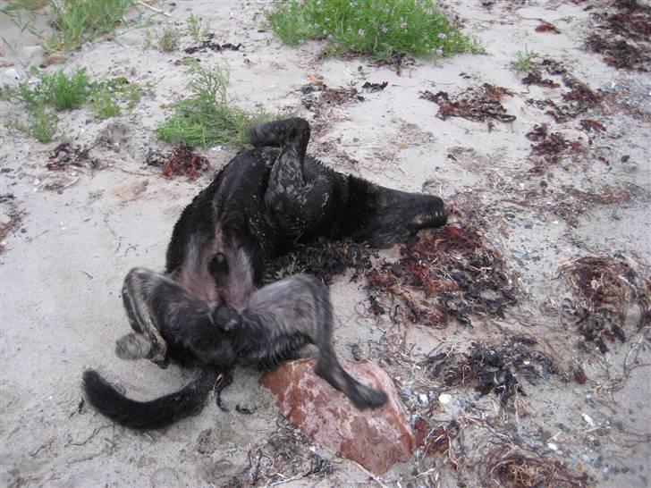 Blanding af racer Lakrids billede 14