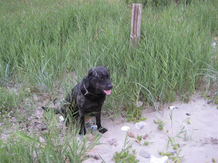 Blanding af racer Lakrids billede 15