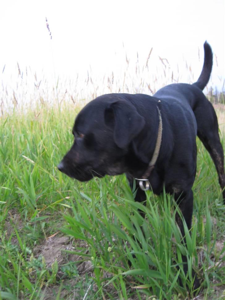 Blanding af racer Lakrids billede 16