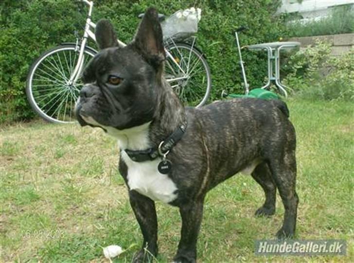 Fransk bulldog Sumo billede 17