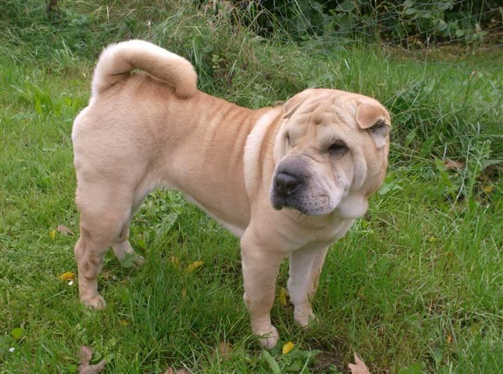Shar pei Jiggie billede 7