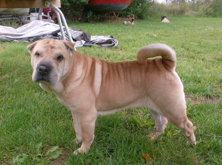 Shar pei Jiggie billede 8