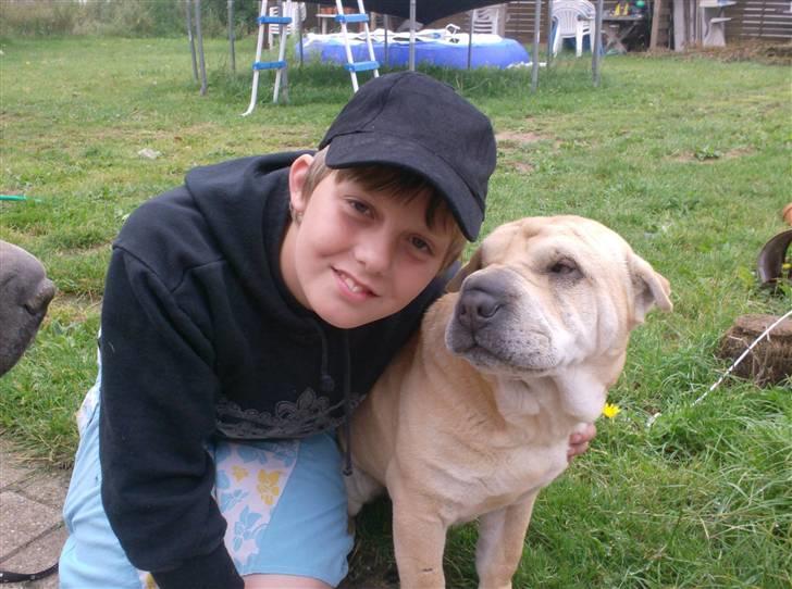 Shar pei Jiggie billede 9