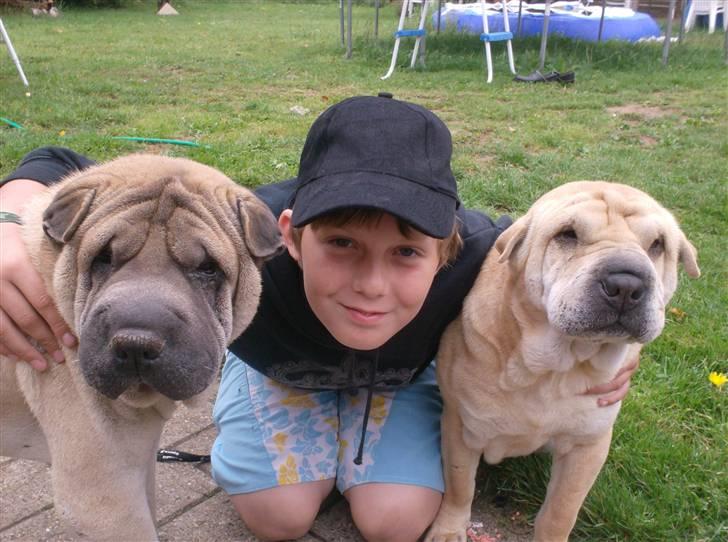 Shar pei Jiggie billede 10