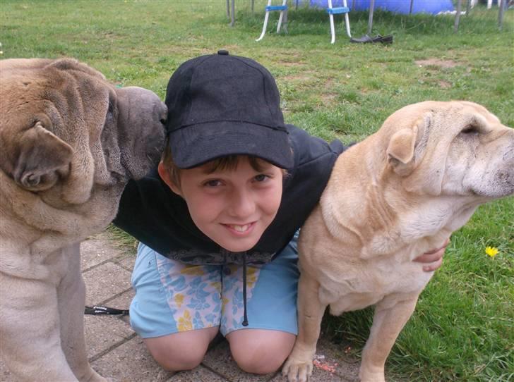 Shar pei Jiggie billede 11