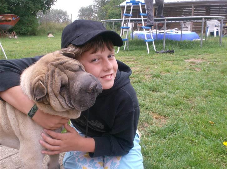 Shar pei Jiggie billede 12