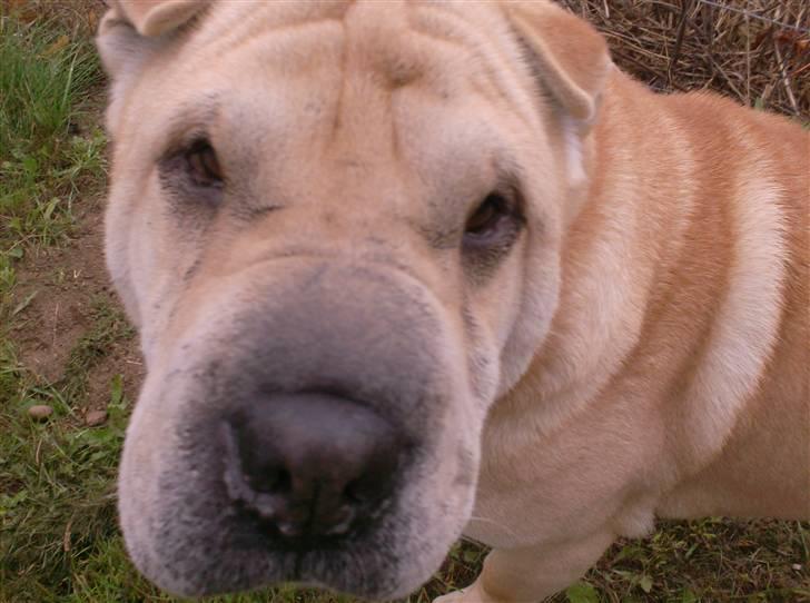 Shar pei Jiggie billede 13