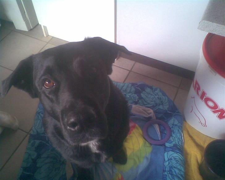 Blanding af racer Basse - GIV MIG SÅ DEN GODBID!!! xD billede 1