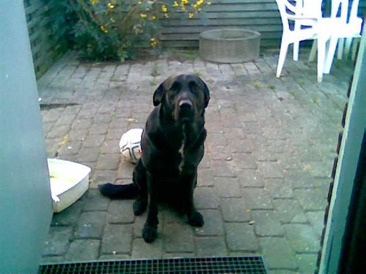 Blanding af racer Basse - Må jeg ikke godt komme ind nu?? billede 2