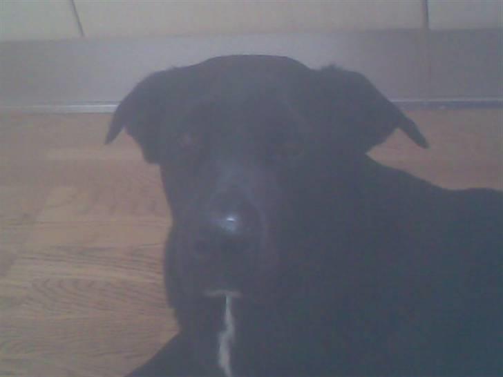 Blanding af racer Basse - Min smukke Bassemus<3<3 billede 3