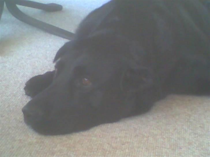 Blanding af racer Basse - Er der virkelig ikke nogen der vil lege med miig??? billede 4