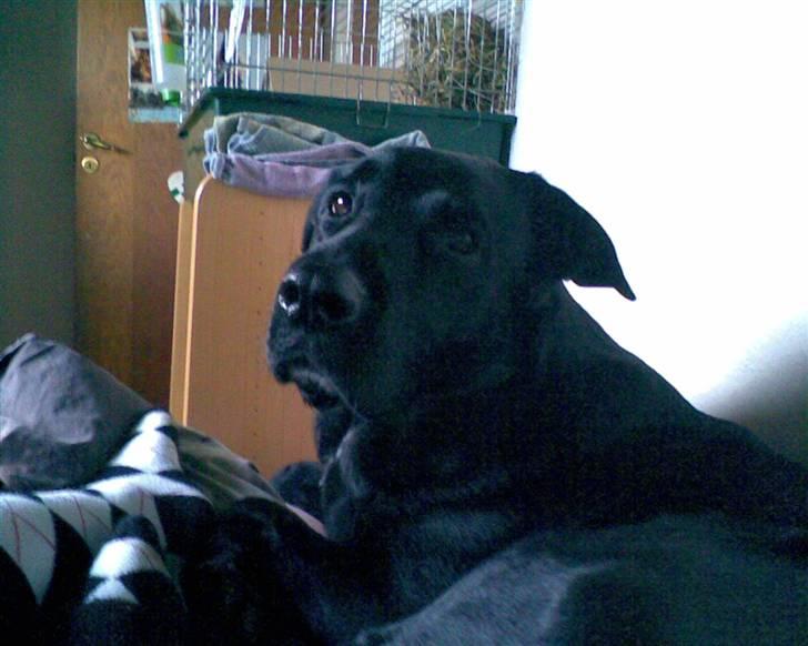 Blanding af racer Basse - Og her er han så liige hoppet op i min seng!! Hehh xD billede 5