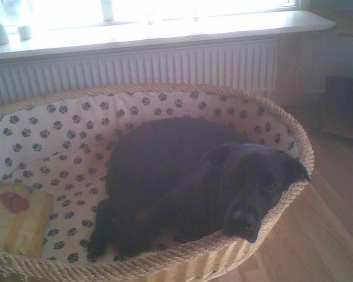 Blanding af racer Basse - Her ligger han så lige så sødt i hans kurv. billede 6