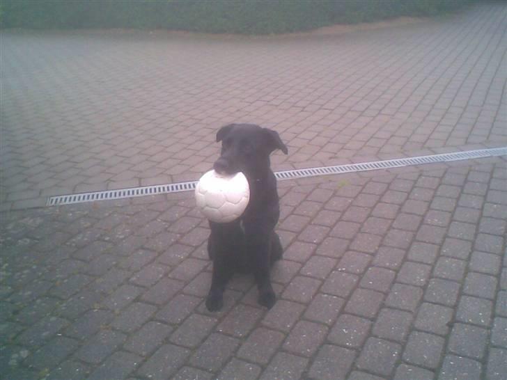 Blanding af racer Basse - Basse og hans elskede bold!! billede 7