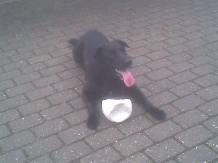 Blanding af racer Basse billede 8