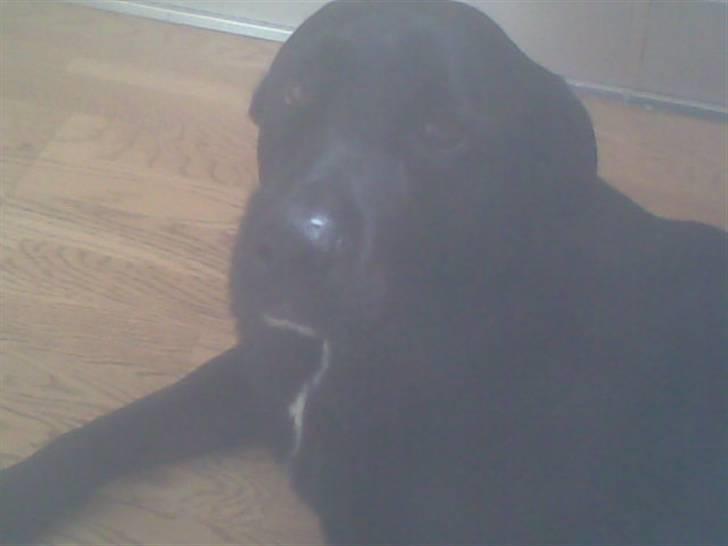 Blanding af racer Basse billede 9