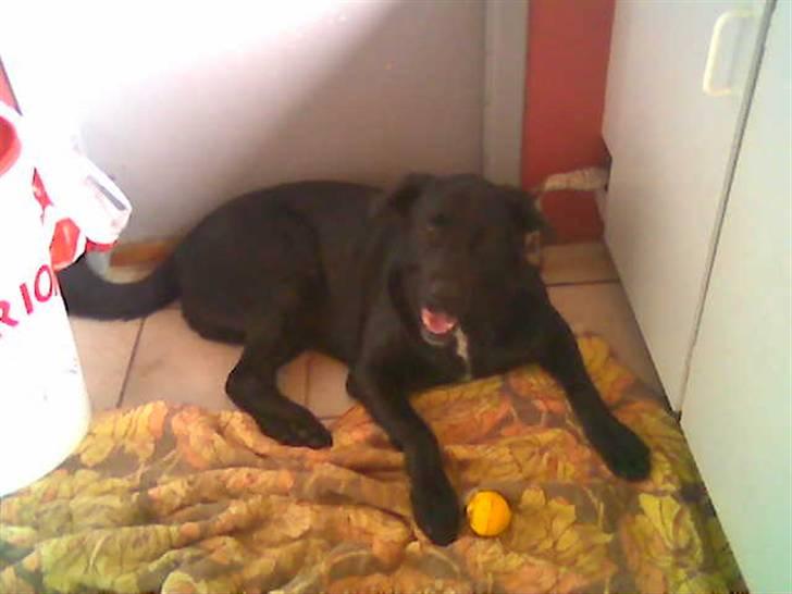 Blanding af racer Basse billede 10