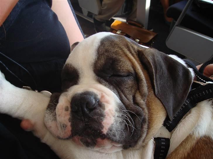 Blanding af racer ludvig - hyggefis billede 1