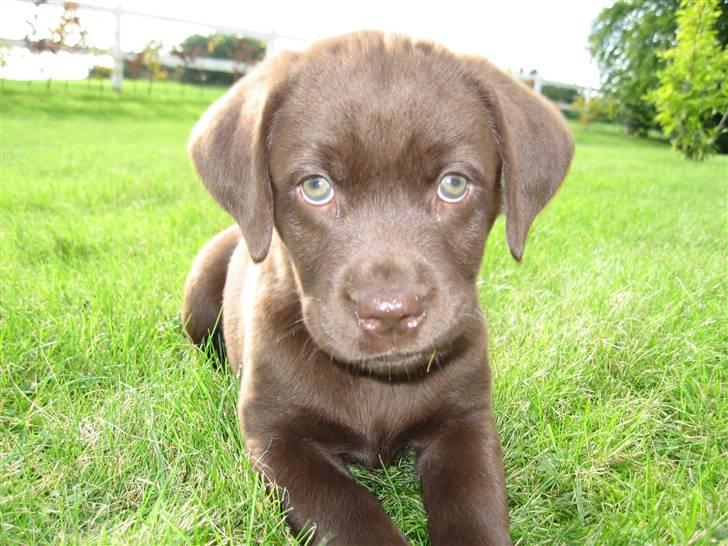Labrador retriever {§$$ Laika $$§} - Se lige hvor sød hun er! XD billede 20