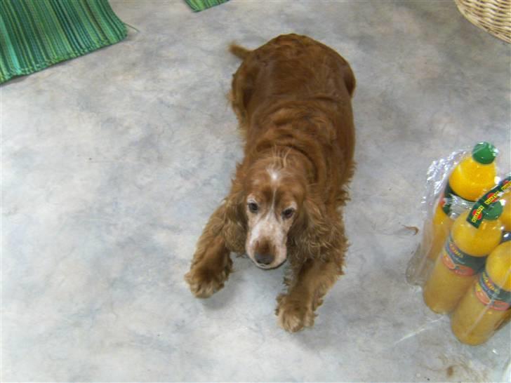Cocker spaniel Luna billede 1