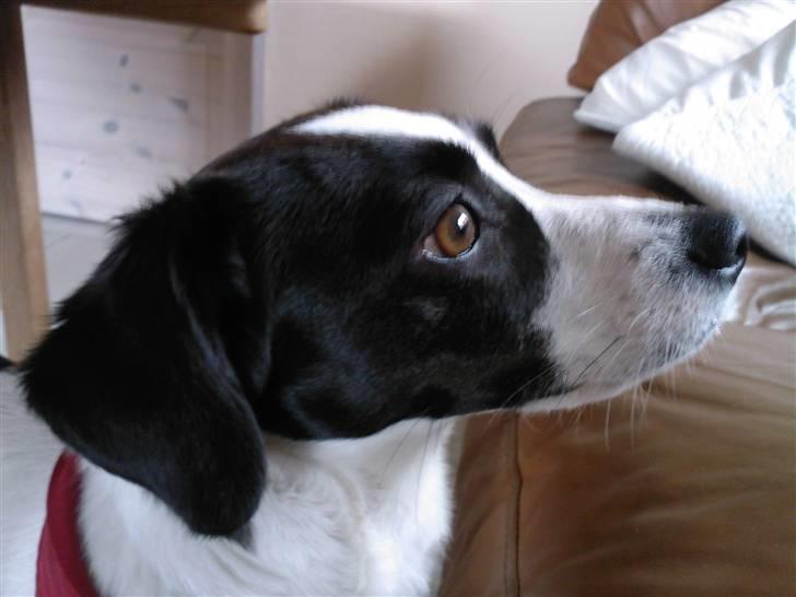 Blanding af racer sascha billede 1