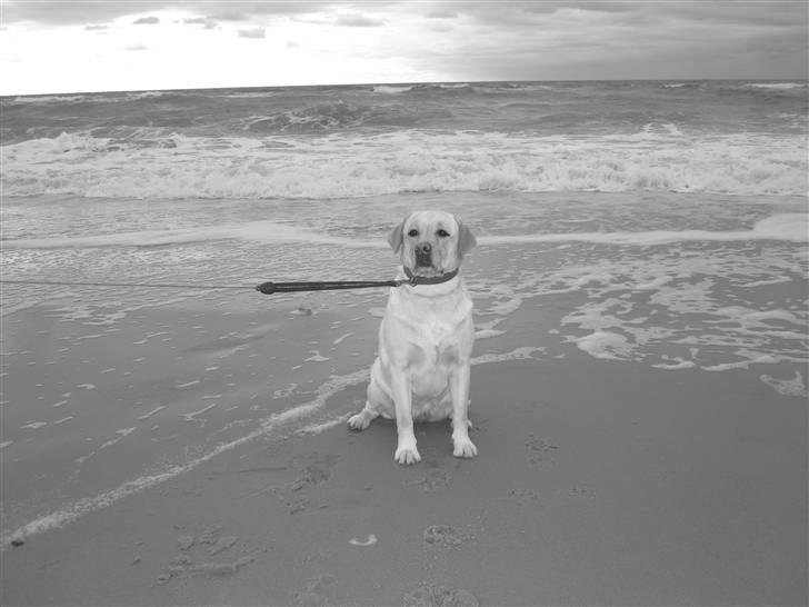 Labrador retriever Money Honey (Mille) - vesterhavet efterårsferien 2010 billede 1