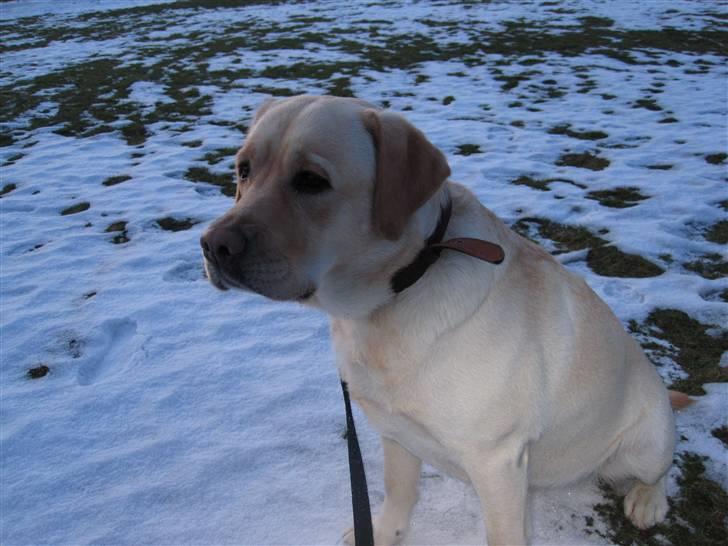 Labrador retriever Money Honey (Mille) - vinter 2010 - da sneen endelig begyndte at smelte! billede 3