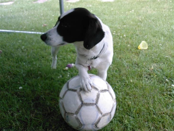 Blanding af racer sascha billede 2