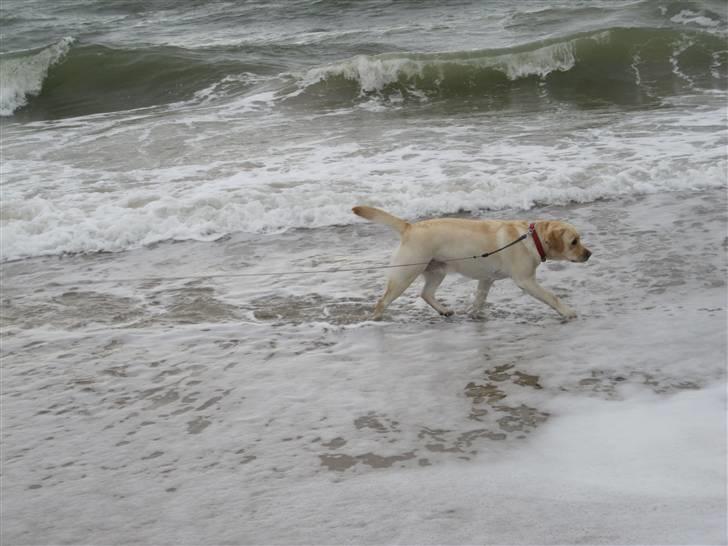 Labrador retriever Money Honey (Mille) - ved vesterhavet(-: efterårsferie 2010 billede 4