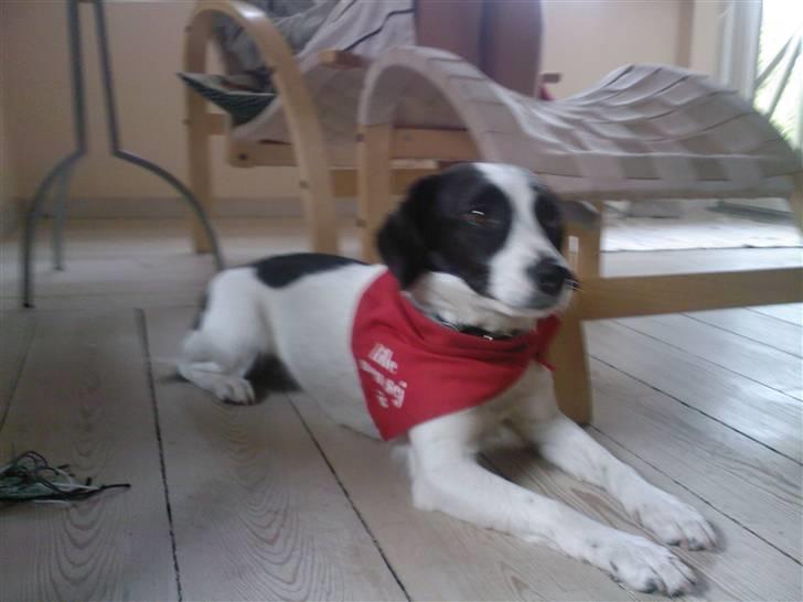 Blanding af racer sascha billede 3