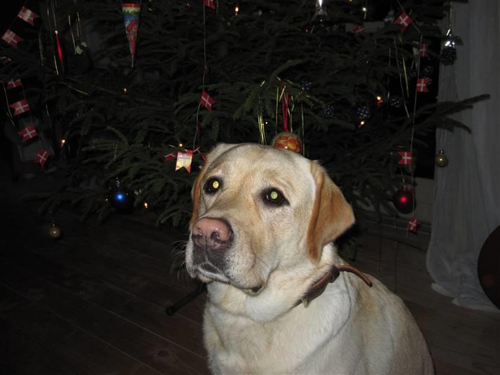 Labrador retriever Money Honey (Mille) - jul 2009 - hjemme hos nogle venner:) billede 5