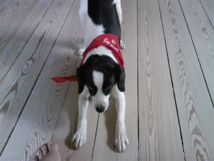 Blanding af racer sascha billede 4