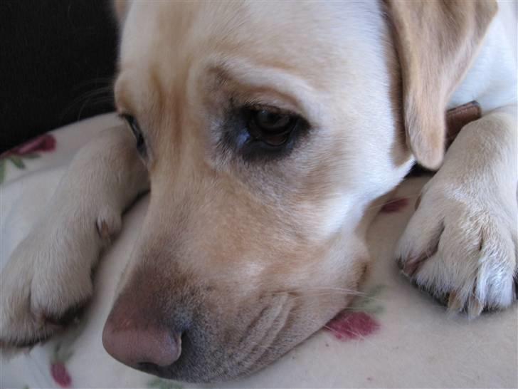 Labrador retriever Money Honey (Mille) - close-up af mille. skønne vuffer, som godt nok er dygtig til at lægge sort eyeliner(-: .. billede 6