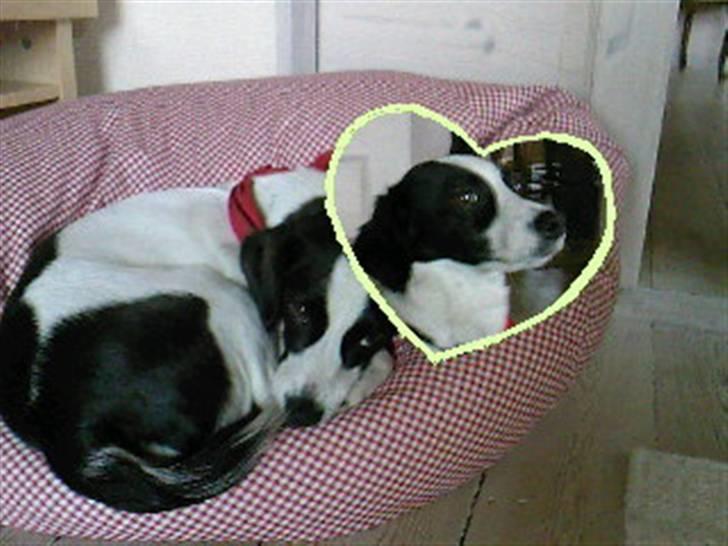 Blanding af racer sascha billede 5